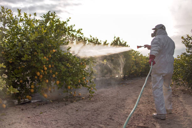 Insect Control in Mascot, TN