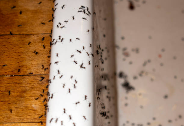 Best Pest Prevention Services  in Mascot, TN
